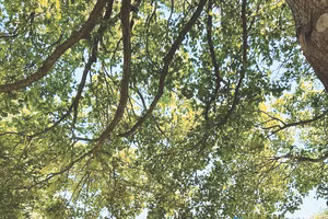 Ngày hạ chí rộn ràng.