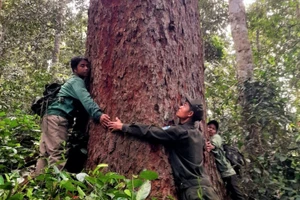 Lực lượng kiểm lâm cùng người dân địa phương khảo sát, bảo vệ rừng ở Tây Giang. Ảnh: ALăng Ngước