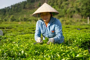 Người dân huyện Tam Đường thu hoạch chè. Ảnh: PanNature