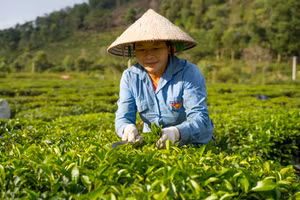 Người dân huyện Tam Đường thu hoạch chè. Ảnh: PanNature