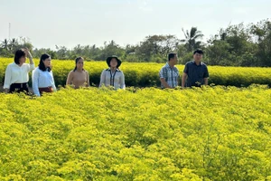 Nhiều hộ Khmer ở xã Vĩnh Trạch Đông, thành phố Bạc Liêu trồng các loại rau thơm đem lại hiệu quả kinh tế cao. (Ảnh: TRỌNG DUY)