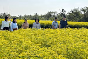 Nhiều hộ Khmer ở xã Vĩnh Trạch Đông, thành phố Bạc Liêu trồng các loại rau thơm đem lại hiệu quả kinh tế cao. (Ảnh: TRỌNG DUY)