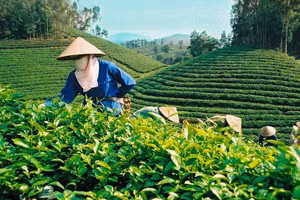 Nâng cao chất lượng sản phẩm chè