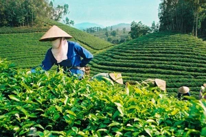 Nâng cao chất lượng sản phẩm chè