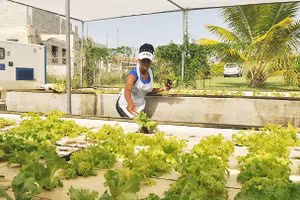 Một cơ sở trồng thủy canh ở ngoại ô Thủ đô La Havana. Ảnh: FAO