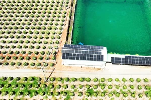 Điện mặt trời tại trang trại thanh long ở Bình Thuận. Ảnh: UNDP