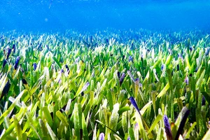 Thảm cỏ biển đã được khôi phục tại Tây Australia. Ảnh: AP