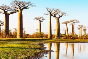 Châu Phi đối mặt với nạn phá rừng nghiêm trọng. Ảnh: EARTH