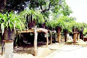 Phát triển cây địa lan giúp người dân ở các xã vùng cao Lai Châu thoát nghèo, vươn lên làm giàu.