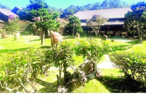 Những gốc trà cổ trong khuôn viên Bảo tàng trà Long Đỉnh.