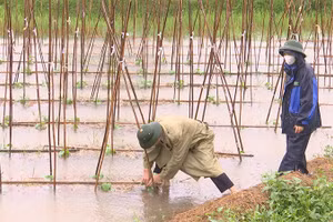 Mưa lớn làm nhiều diện tích hoa màu của tỉnh Hà Nam bị ngập úng.