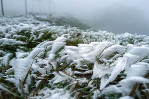 Chủ động ứng phó rét đậm và nguy cơ xảy ra băng giá, sương muối trong những ngày tới