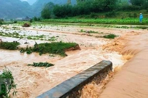 Ảnh minh họa.