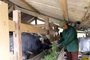 Người dân xã Cao Sơn, huyện Bạch Thông chăm sóc trâu trong những ngày giá rét. Ảnh: HƯƠNG DỊU