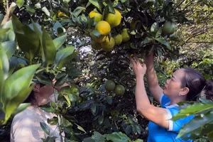 Mô hình phát triển kinh tế gia đình do hội viên Hội phụ nữ huyện Mường Ảng làm chủ.