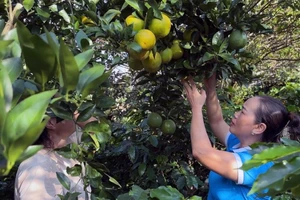 Mô hình phát triển kinh tế gia đình do hội viên Hội phụ nữ huyện Mường Ảng làm chủ.