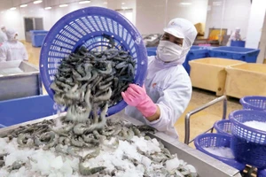 Chế biến sản phẩm tôm xuất khẩu tại nhà máy của Tập đoàn Thủy sản Minh Phú, tỉnh Cà Mau. Ảnh: TTXVN