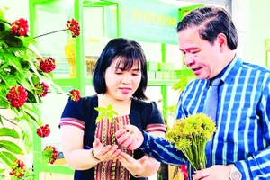 Lãnh đạo huyện Nam Trà My (Quảng Nam) giới thiệu cây sâm Ngọc Linh với người dân. 