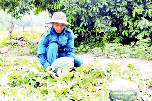 Dưa hấu Trường Định ngọt nổi tiếng.