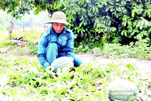 Dưa hấu Trường Định ngọt nổi tiếng.