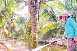 Gia đình ông Hồ Văn Tư (xã Phong Nẫm, huyện Giồng Trôm, tỉnh Bến Tre) chuyển toàn bộ 3 ha lúa sang trồng dừa do hạn, mặn gay gắt. 