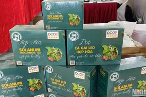 Trà cà gai leo Hợp Hòa, Tuyên Quang, sản phẩm OCOP 4 sao. (Ảnh: NGỌC KHÁNH)