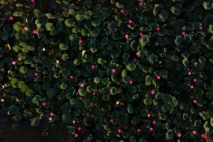 Văn hóa còn thì dân tộc còn