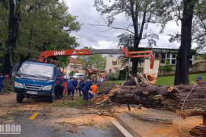 Lực lượng chức năng xử lý hiện trường cây xanh ngã đổ sau trận mưa lớn tại Đà Lạt chiều 23/6.