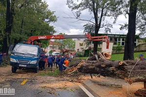 Lực lượng chức năng xử lý hiện trường cây xanh ngã đổ sau trận mưa lớn tại Đà Lạt chiều 23/6.