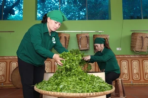 Từ “cây nhà, lá vườn” đến sản phẩm OCOP 5 sao Quốc gia