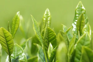 Lá xanh từ đất - Hương thơm từ trời