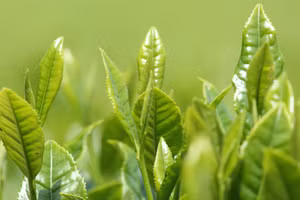 Lá xanh từ đất - Hương thơm từ trời