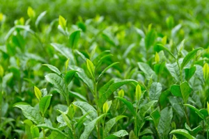 [Video] Nhất Đinh trà - Trứ danh đệ nhất danh trà