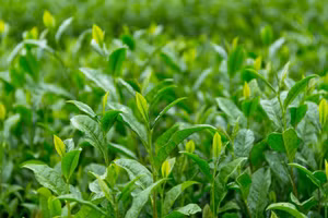 [Video] Nhất Đinh trà - Trứ danh đệ nhất danh trà