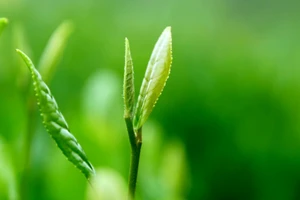 Đệ nhất danh trà