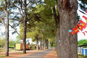 Hàng thông trăm tuổi - một vẻ đẹp vừa bình yên vừa lãng mạn.