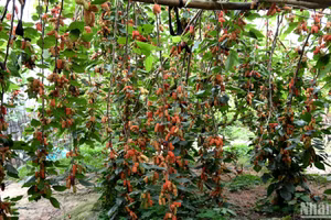 Mùa dâu chín ở Phúc Thọ. (Ảnh: Thế Dương)