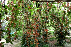 Mùa dâu chín ở Phúc Thọ. (Ảnh: Thế Dương)