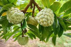 Sản phẩm na Chi Lăng của thị trấn Đồng Mỏ và xã Chi Lăng, xã Y Tịch, huyện Chi Lăng, tỉnh Lạng Sơn đạt chứng nhận sản phẩm OCOP 4 sao. (Ảnh: Thành Đạt)