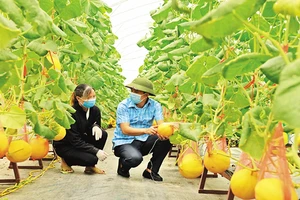 Cán bộ Phòng Nông nghiệp và Phát triển nông thôn huyện Yên Dũng thăm khu trồng dưa hoàng hậu của Hợp tác xã Rau sạch Yên Dũng. (Ảnh: Báo Bắc Giang)