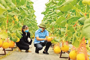 Cán bộ Phòng Nông nghiệp và Phát triển nông thôn huyện Yên Dũng thăm khu trồng dưa hoàng hậu của Hợp tác xã Rau sạch Yên Dũng. (Ảnh: Báo Bắc Giang)