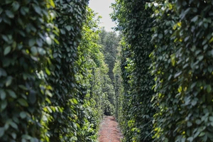 Hợp tác xã Hồ tiêu Vĩnh Linh và sứ mệnh định vị thương hiệu tiêu Vĩnh Linh