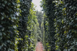 Hợp tác xã Hồ tiêu Vĩnh Linh và sứ mệnh định vị thương hiệu tiêu Vĩnh Linh