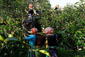 Chè Suối Giàng: Câu chuyện kết tụ tinh hoa của sản phẩm OCOP