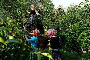 Chè Suối Giàng: Câu chuyện kết tụ tinh hoa của sản phẩm OCOP