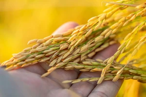 Gạo nếp xoắn Tân Trào. (Ảnh: Internet)