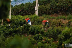 Người dân Lục Ngạn (Bắc Giang) thu hoạch vải thiều. (Ảnh: Thành Đạt)