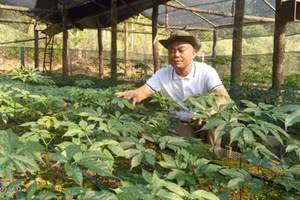 Sâm Ngọc Linh: Cây thuốc quý bén duyên đất Sơn La