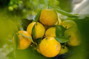 “Định vị thương hiệu Cam Bảo Phương bằng những sản phẩm tinh hoa nhất!”