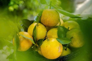 “Định vị thương hiệu Cam Bảo Phương bằng những sản phẩm tinh hoa nhất!”